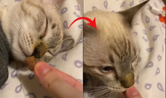 スヤスヤ眠っている猫。飼い主さんが寝ているこの子の口元におやつを持ってくると・・【海外・動画】