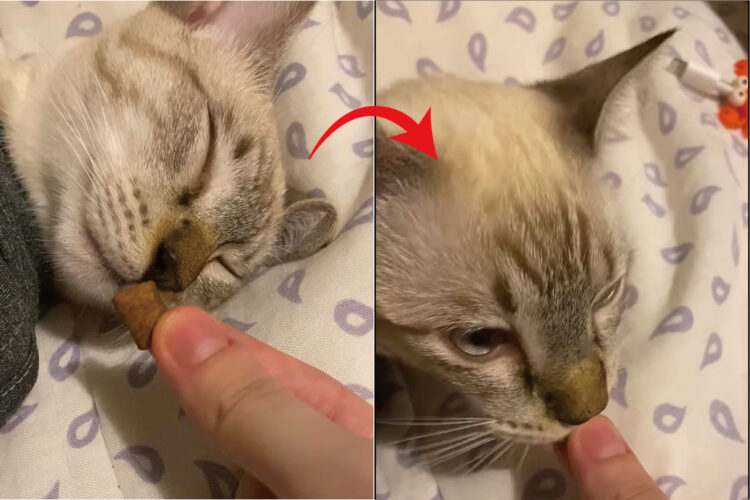スヤスヤ眠っている猫。飼い主さんが寝ているこの子の口元におやつを持ってくると・・【海外・動画】
