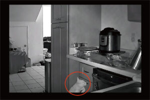 いつもキッチンで食べ物を漁る猫。そこで対策として調理台にアルミホイルを敷いてみたら・・、想像以上の効果がありました！！【海外・動画】