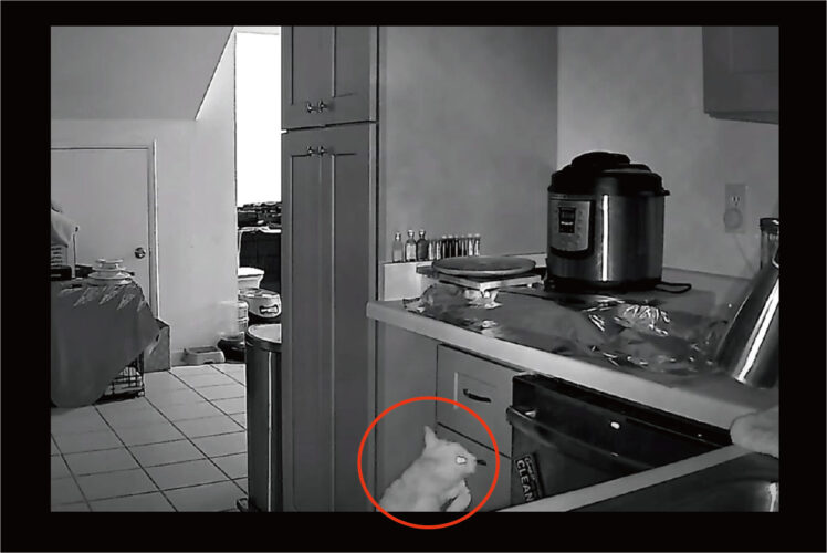 いつもキッチンで食べ物を漁る猫。そこで対策として調理台にアルミホイルを敷いてみたら・・、想像以上の効果がありました！！【海外・動画】