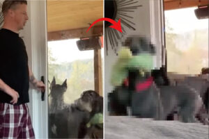 ママさんが大好き過ぎる愛犬たちは、みんな大型犬。お家に入っていいよと窓を開けてもらうとその直後・・！！【アメリカ・動画】