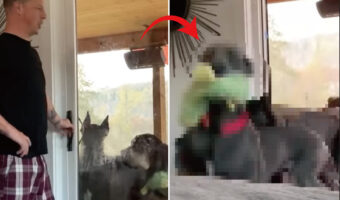 ママさんが大好き過ぎる愛犬たちは、みんな大型犬。お家に入っていいよと窓を開けてもらうとその直後・・！！【アメリカ・動画】