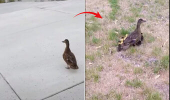 側溝に落ちていた12羽のアヒルのヒナたち。無事に救出すると・・心配そうに見守っていた親鳥と無事に再会を果たしました【アメリカ・動画】