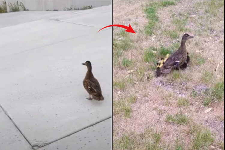 側溝に落ちていた12羽のアヒルのヒナたち。無事に救出すると・・心配そうに見守っていた親鳥と無事に再会を果たしました【アメリカ・動画】