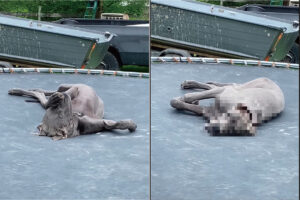 寝心地がいいのかな？トランポリンの上でお昼寝中のグレートデーンの子犬。飼い主さんが名前を呼んでも目を覚ます様子がありません【海外・動画】