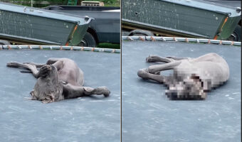 寝心地がいいのかな?トランポリンの上でお昼寝中のグレートデーンの子犬。飼い主さんが名前を呼んでも目を覚ます様子がありません【海外・動画】