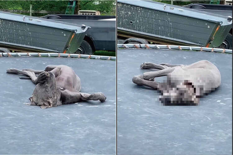 寝心地がいいのかな？トランポリンの上でお昼寝中のグレートデーンの子犬。飼い主さんが名前を呼んでも目を覚ます様子がありません【海外・動画】