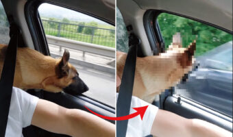 窓際に構えてドライブ中に風を受ける犬。この子は反対車線をすれ違う車があると、面白いリアクションを見せてくれました！！