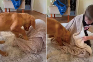 「出てきてほしいワン！」ブランケットを蹴ったり顔を寄せたりしている子犬。この不思議な行動の理由とは？！【海外・動画】