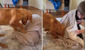 「出てきてほしいワン!」ブランケットを蹴ったり顔を寄せたりしている子犬。この不思議な行動の理由とは?!【海外・動画】