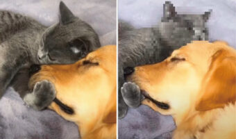 お互いのことが大好きなことがよく伝わってくる。猫に腕枕してもらって眠る犬。猫はそんな犬をギュッと抱きしめ・・【アメリカ・動画】