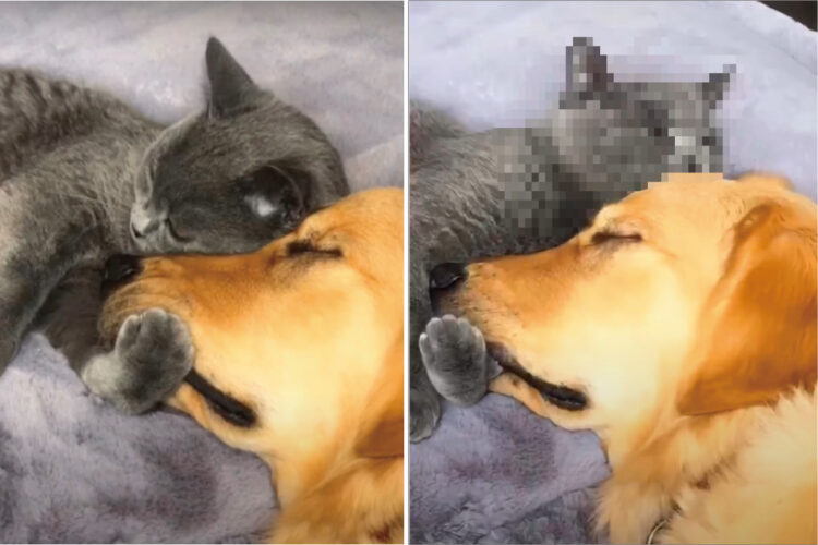 お互いのことが大好きなことがよく伝わってくる。猫に腕枕してもらって眠る犬。猫はそんな犬をギュッと抱きしめ・・【アメリカ・動画】