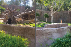 動物園のゴリラのエリアに侵入してしまった野良犬。ゴリラに追いかけ回されたこの犬の運命は・・【アメリカ・動画】