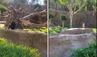 動物園のゴリラのエリアに侵入してしまった野良犬。ゴリラに追いかけ回されたこの犬の運命は・・【アメリカ・動画】