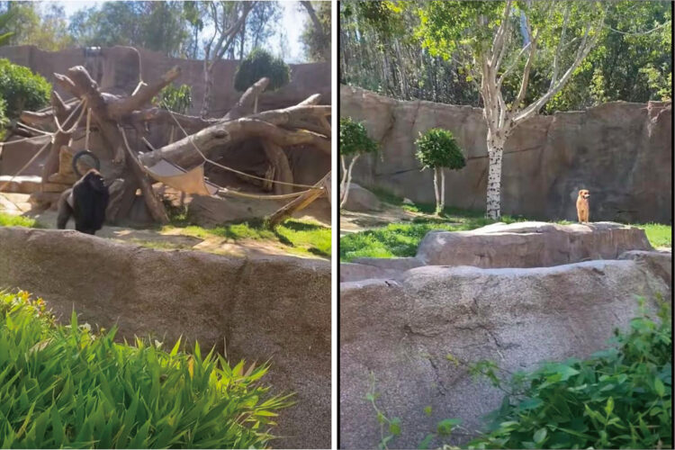 動物園のゴリラのエリアに侵入してしまった野良犬。ゴリラに追いかけ回されたこの犬の運命は・・【アメリカ・動画】