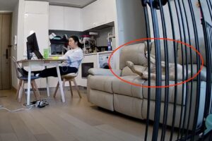 昼寝をしていた子犬。ぐっすり寝ていたところズルっとソファから落下してしまいました！しかし、何が起きたか分かっていないようで・・【海外・動画】