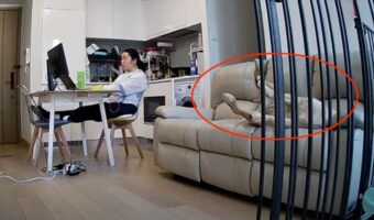 昼寝をしていた子犬。ぐっすり寝ていたところズルっとソファから落下してしまいました!しかし、何が起きたか分かっていないようで・・【海外・動画】