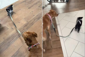 「こっちこっち！・・もう勝手に前を歩かないでよ！」同居犬をお散歩させたい子犬。リードを引っ張り先導しようと頑張ります！【アメリカ・動画】