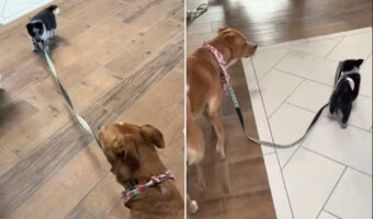 「こっちこっち!・・もう勝手に前を歩かないでよ!」同居犬をお散歩させたい子犬。リードを引っ張り先導しようと頑張ります!【アメリカ・動画】