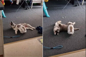 仲良しなハスキーの子犬とウサギの赤ちゃん。床に寝転がっているハスキーの周りをウサギはぴょんぴょん跳ねたり体をまたいだり！！【海外・動画】