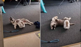 仲良しなハスキーの子犬とウサギの赤ちゃん。床に寝転がっているハスキーの周りをウサギはぴょんぴょん跳ねたり体をまたいだり！！【海外・動画】