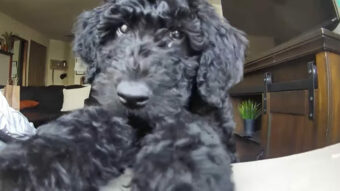 ママさんの声が聞こえて嬉しいブラックゴールデンドゥードルの子犬。名前を呼ばれると、カメラ越しにキスをしに来てくれました！！【海外・動画】