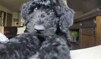 ママさんの声が聞こえて嬉しいブラックゴールデンドゥードルの子犬。名前を呼ばれると、カメラ越しにキスをしに来てくれました!!【海外・動画】