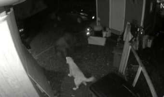 監視カメラが捉えた夜中の死闘!まさかの侵入者から自宅を守った番犬の勇敢さに脱帽