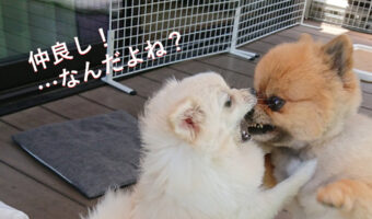 激しいキッス・・・いつも顔面でジャレる2匹の写真が面白い!