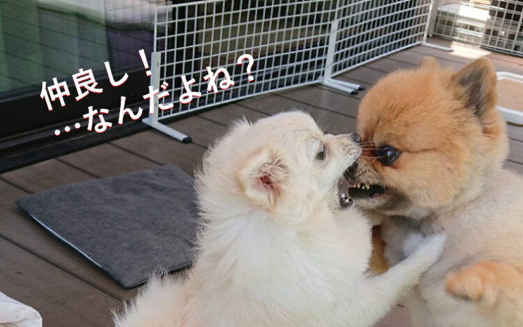 激しいキッス・・・いつも顔面でジャレる2匹の写真が面白い！