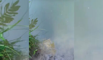 この映像のどこかに世界最大級の淡水魚「ピラルクー」がいるのですが・・、その場所がわかりますか??【海外・動画】