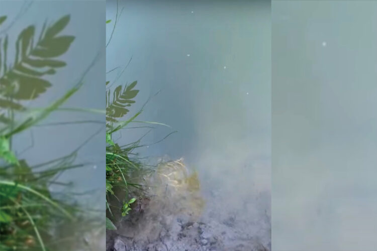 この映像のどこかに世界最大級の淡水魚「ピラルクー」がいるのですが・・、その場所がわかりますか？？【海外・動画】