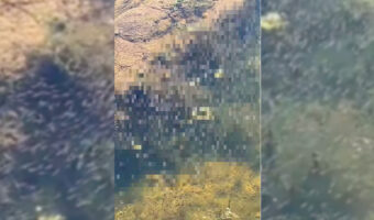 メダカの学校は川の中。アリゾナ州のオオグチバスの学校はウィロー湖の中!とはいえ、その稚魚の数がハンパありません!!