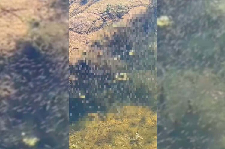 メダカの学校は川の中。アリゾナ州のオオグチバスの学校はウィロー湖の中！とはいえ、その稚魚の数がハンパありません！！