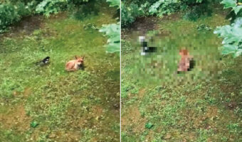 キツネにちょっかいを出すカササギ。キツネの死角からチョイっと突いては離れて・・。その動きはキツネをからかっているみたい【海外・動画】