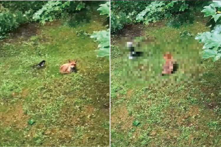 キツネにちょっかいを出すカササギ。キツネの死角からチョイっと突いては離れて・・。その動きはキツネをからかっているみたい【海外・動画】