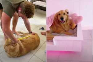 オシャレな間接照明も備えたベッドをDIYしてあげたらゴールデンレトリバーもご満悦！サイズはぴったしですし寝心地もよさそう！！【海外・動画】