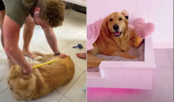 オシャレな間接照明も備えたベッドをDIYしてあげたらゴールデンレトリバーもご満悦！サイズはぴったしですし寝心地もよさそう！！【海外・動画】