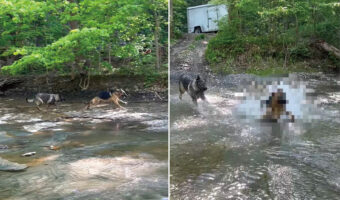 川の浅瀬を走るジャーマンシェパード。颯爽と駆け飼い主さんのもとに向かおうとした所で、まさかのハプニングが!!