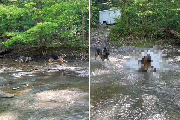 川の浅瀬を走るジャーマンシェパード。颯爽と駆け飼い主さんのもとに向かおうとした所で、まさかのハプニングが！！