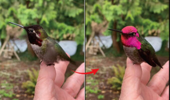 なんだかスゴく幻想的！頭が蛍光ピンクになったり黒くなったり、角度によって色の変わるアンナハチドリ