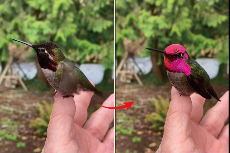 なんだかスゴく幻想的！頭が蛍光ピンクになったり黒くなったり、角度によって色の変わるアンナハチドリ