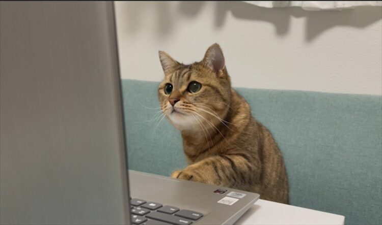 「上司とリモート繋いだ状態でトイレ行って戻ったら・・・」赤ちゃん言葉で話しかけられ、困惑している愛猫がかわいいと話題に！