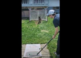 ホッケーのキーパーを務めるジャーマンシェパード。その反射神経が・・スゴすぎる！！【海外・動画】