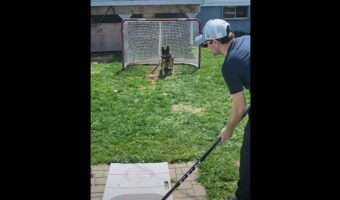 ホッケーのキーパーを務めるジャーマンシェパード。その反射神経が・・スゴすぎる！！【海外・動画】