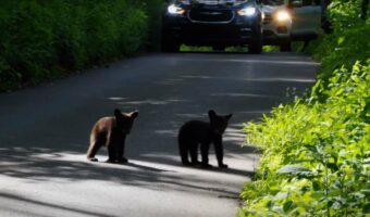 トンデモナイ理由で通行止めになった道路。その道路のど真ん中にいたのは・・【アメリカ・動画】