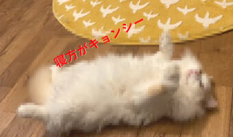 前足どうした？寝方がキョンシーな猫が可愛い！