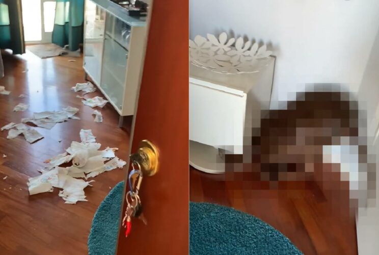 自分がダメなことをしたのは分かっているみたい。リビングに散らばるイタズラを満喫した痕跡。このイタズラをしでかした当人は・・【海外・動画】