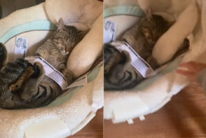 ゆりかごに横になる猫。ユラユラ揺れるのがよほど気持ちいいのか、赤ちゃんに強く押されてもぐっすり寝ています【アメリカ・動画】