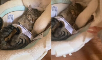 ゆりかごに横になる猫。ユラユラ揺れるのがよほど気持ちいいのか、赤ちゃんに強く押されてもぐっすり寝ています【アメリカ・動画】